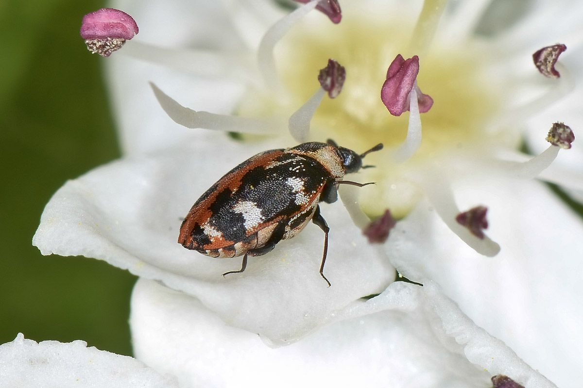 Anthrenus scrophulariae, Dermestidae